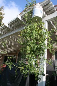 Full plant - August 9, 2009