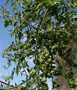 Plenty of fruit in the pipeline